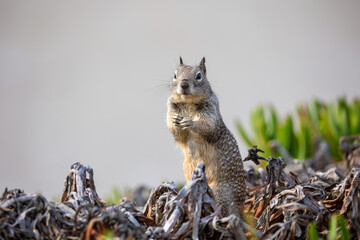 Cute ground squirrel hid in dry grass
