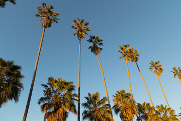 Palm trees standing in a row on the blue sky background