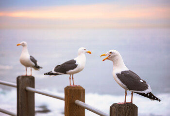 Three seagulls sit in a row in the backdrop ocean sunset and talk