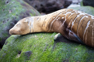 A cute fur seal with a striped color lies on the stones covered with moss with his eyes closed