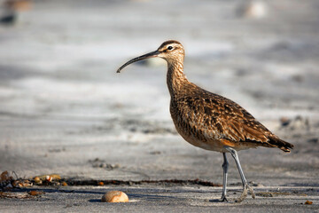 Long-Billed Curlew bird walking on the sand beach