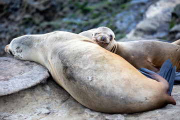 Naklejka premium A family of fur seals resting on a rock ledge on a California beach