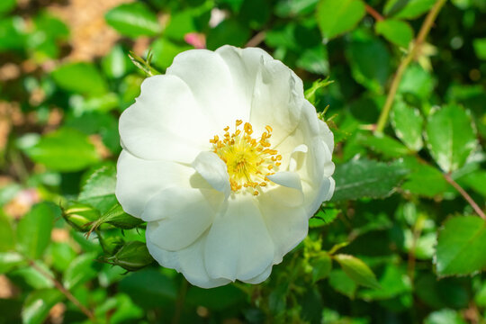 Close up of White Rose | Rosa alba