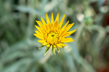 Compassplant | Wyethia angustifolia 