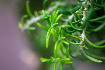 Rosemary plant 