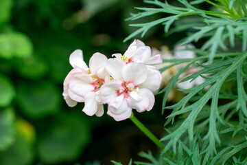 Horseshoe geranium | Pelargonium zonale