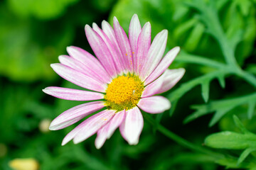 Obraz premium Persian daisy | Tanacetum coccineum