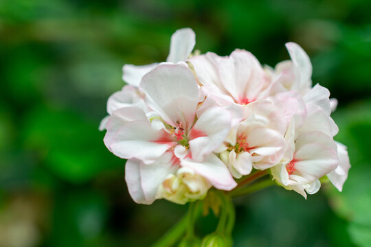 Close up of Horseshoe geranium | Pelargonium zonale