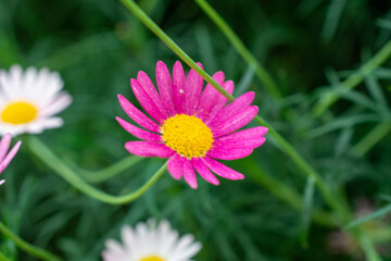 Obraz premium Persian daisy | Garden pyrethrum | Tanacetum coccineum