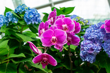 Moth orchids & geranium