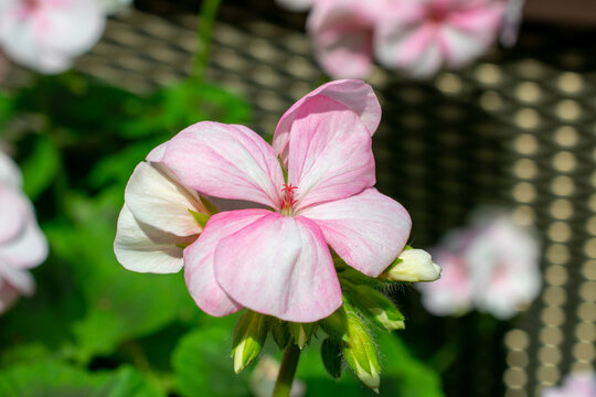 Pink Horseshoe geranium | Pelargonium zonale
