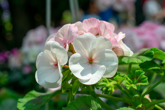 Horseshoe geranium | Pelargonium zonale