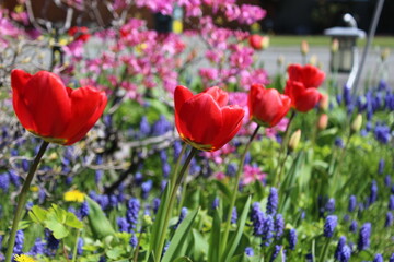 Fototapeta premium Blooming red tulips and blue grape hyacinths in a spring garden