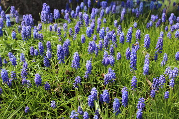 Naklejka premium Muscari flowers bloom in early spring