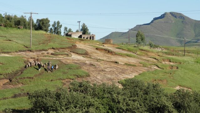 Shepherds drive sheep herd up rocky grass slope on mountain meadow
