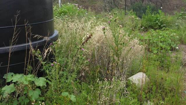 Local thistles and grasses grow by water cistern at construction site