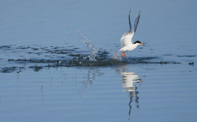 Forster's Tern