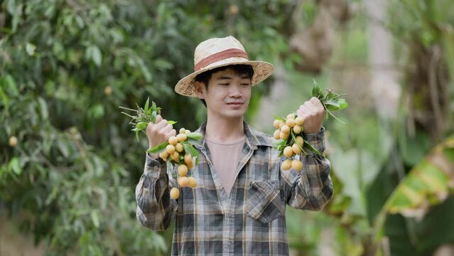 Picking Mayongchids Maprang Marian Plum in Thailand. Senior Asian farmer harvesting fresh sweet yellow Marian plums or Gandaria fruit. Maprang or mayong-chit exotic tropical fruits.
