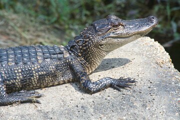 Alligator-Foley, Alabama, sites and Nature, Pier, Beach, Birds