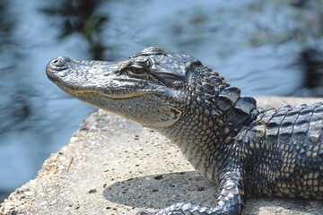 Alligator Sunning-Foley, Alabama, sites and Nature, Pier, Beach, Birds