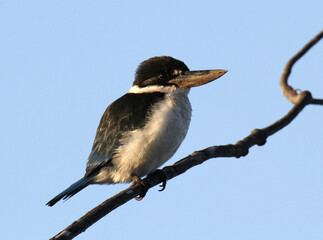 Torresian kingfisher bird perched on a tree branch