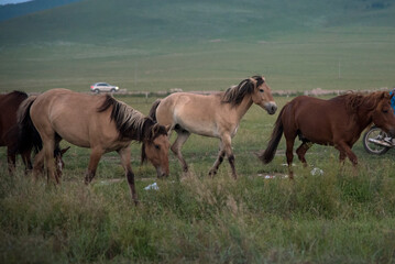 Obraz na płótnie Canvas herd of horses in the field