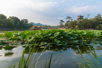 Lotus pond in the park