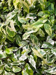 natural green leaf background, green leaf frame