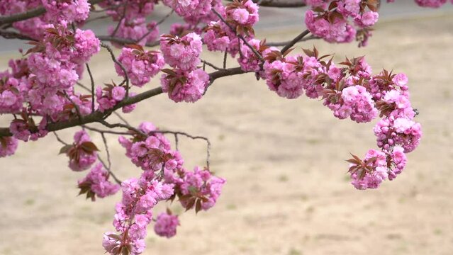 Oriental Cherry, Prunus Serrulata Kanzan. Tree Of Japanese Cherry In Full Bloom. Close Up