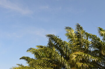 selective focus, palm trees against a background of blue sky and white clouds during the day