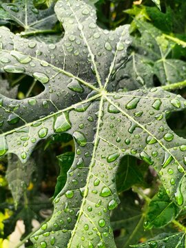 Water drops after rain on leaves close-up, early spring on a warm sunny day, beautiful sunny background.