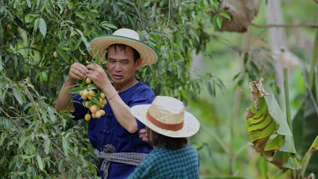 Picking Mayongchids Maprang Marian Plum in Thailand. Senior Asian farmer harvesting fresh sweet yellow Marian plums or Gandaria fruit. Maprang or mayong-chit exotic tropical fruits.