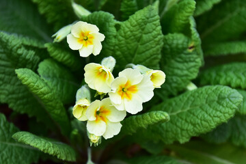 春の黄色いプリムラ