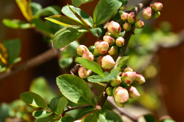 今にも咲きそうなボケの蕾