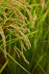 垂れる秋の稲穂