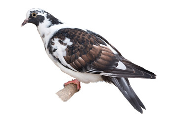The dove is isolated on a white background. White-gray bird.