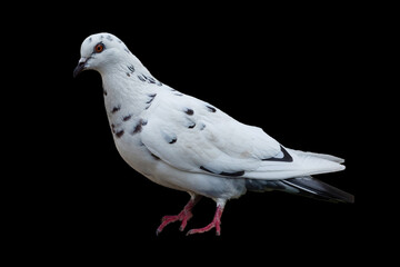 The dove is isolated on a black background. White-gray bird.
