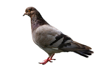 The dove is isolated on a white background. White-gray bird.