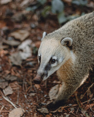 Raccoon in the forest looking at the screen