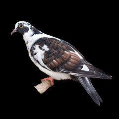 The dove is isolated on a black background. White-gray bird.