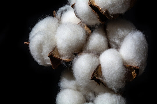 Cotton flower on a black background. Closeup of a dry plant.
