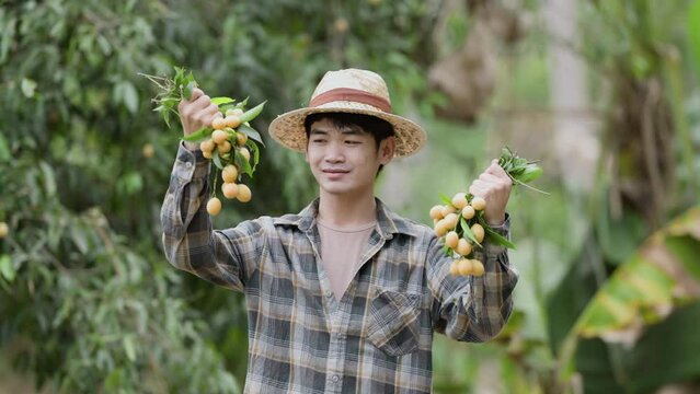 Picking Mayongchids Maprang Marian Plum in Thailand. Senior Asian farmer harvesting fresh sweet yellow Marian plums or Gandaria fruit. Maprang or mayong-chit exotic tropical fruits.

