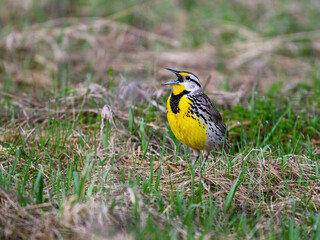 Eastern Meadowlark singing in Spring