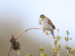 Savannah Sparrow on tree branch in early Spring