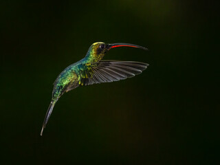 Green-crowned brilliant hummingbird in flight on green background