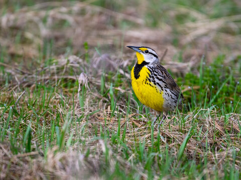 Eastern Meadowlark on green grass in Spring