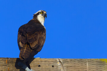 Osprey, perched with blue sky