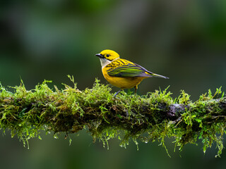 Silver-throated Tanager portrait on mossy stick against green background