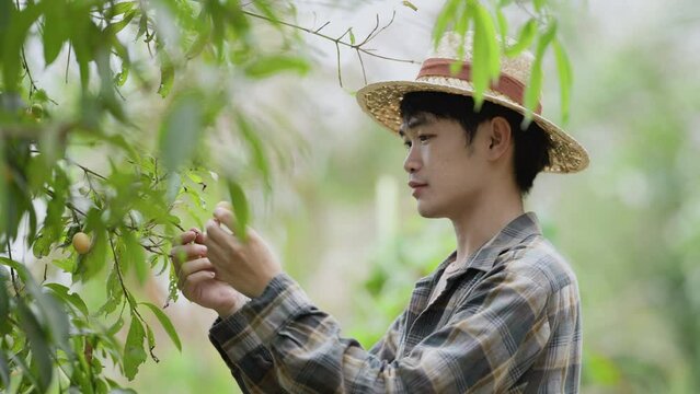 Picking Mayongchids Maprang Marian Plum in Thailand. Senior Asian farmer harvesting fresh sweet yellow Marian plums or Gandaria fruit. Maprang or mayong-chit exotic tropical fruits.
