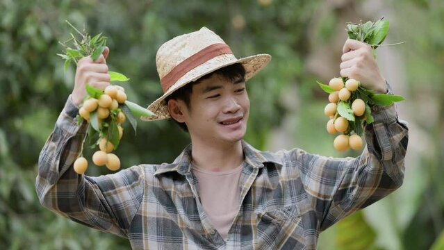 Picking Mayongchids Maprang Marian Plum in Thailand. Senior Asian farmer harvesting fresh sweet yellow Marian plums or Gandaria fruit. Maprang or mayong-chit exotic tropical fruits.
